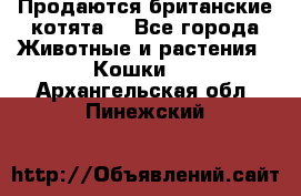 Продаются британские котята  - Все города Животные и растения » Кошки   . Архангельская обл.,Пинежский 